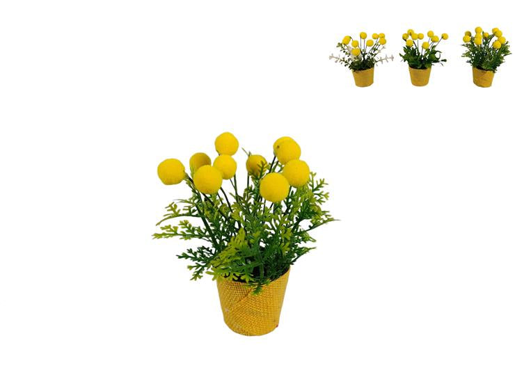 Piantina Decorativa con Mimosa - 3 Assortimenti