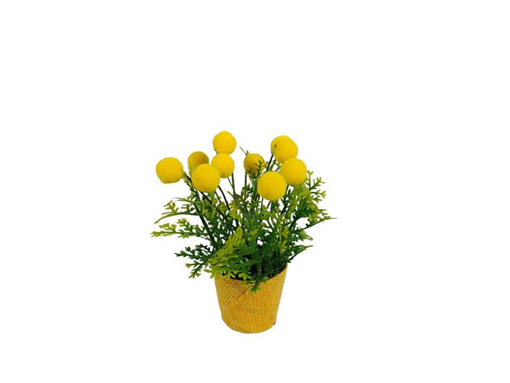 Piantina Decorativa con Mimosa - 3 Assortimenti