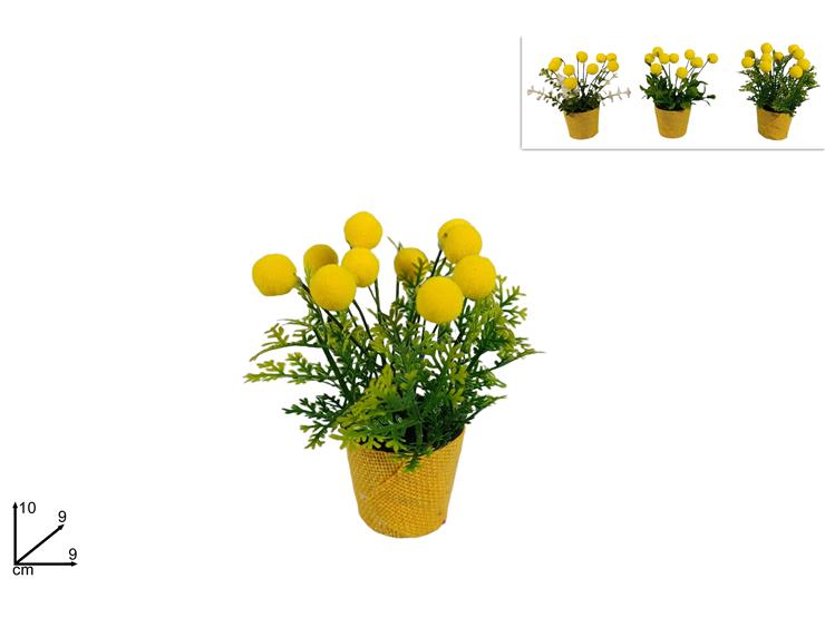 Piantina Decorativa con Mimosa - 3 Assortimenti